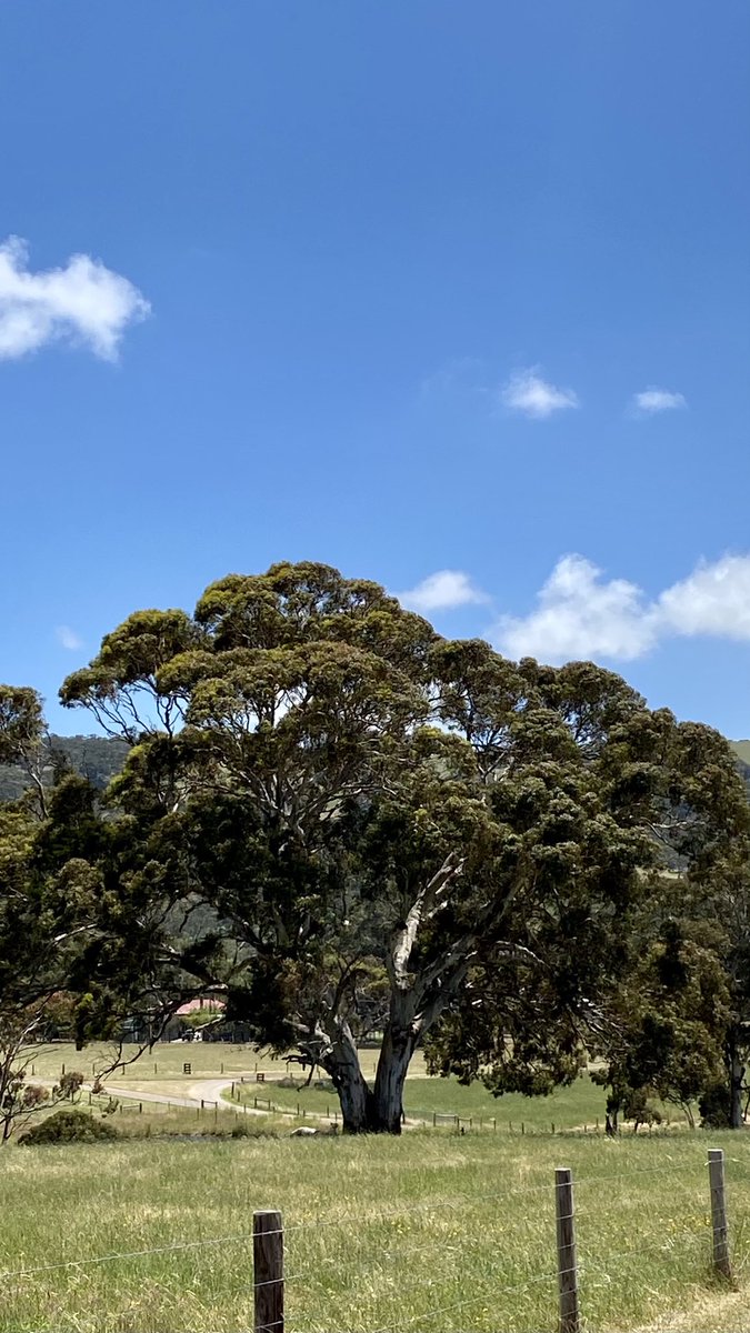 mitzyelliott's tweet photo. I snapped this grand old statesman during my rounds on Saturday. Perfect for #thicktrunktuesday
How many Roos can you see in pic 2
ππ³ππ¦
#inmanvalley #fleurieupeninsula https://t.co/HmopkZRij7
