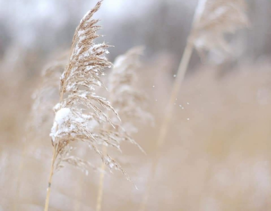 RKSimpkins's tweet image. Some more nature pics from Lu Ying

#amwriting #amreading #author
#writingtips #writerslife #FellowWriters
#WritersCommunity #books #authorslife
#Writers #WritersCafe #WritingCommunity
#BookTok #NaturePhotography