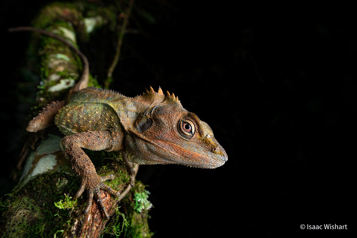 austmus's tweet photo. What do you think of this cryptic forest dragon? Its part of the 2021 Australian Geographic Nature Photographer of the Year, a South Australian Museum exhibition. Open now at the AM. https://t.co/ILsxaI9XhV 

@SAMuseum #SAMuseum @ausgeo #ausgeo
📷 Image: Isaac Wishart. https://t.co/vORoLsIBxe