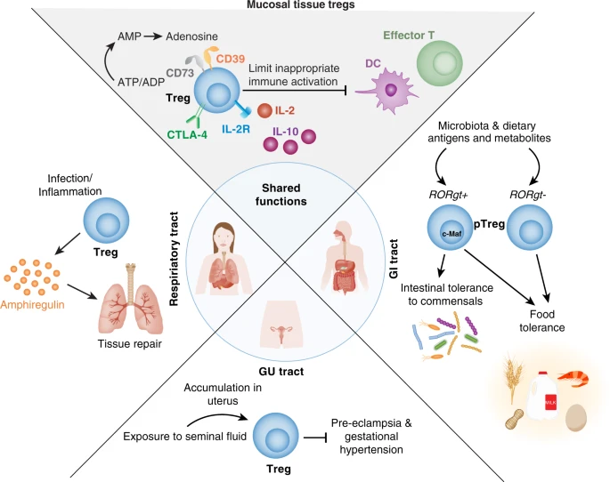 MucosalImmunol's tweet photo. Peripheral induced Tregs! Jennifer Lund @JennyLund15 and colleagues review regulatory T cells resident in mucosal tissue:
https://t.co/sR9lLZmRIc #Tregs, #MucosalImmunology https://t.co/No34r1rdnz