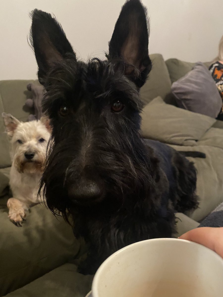 littlewood_mark's tweet photo. I can never drink a cup of tea in peace 😂😂☕️🐶🐶
#ScottishTerrier #CairnTerrier #TeaBelly #dogsoftwitter https://t.co/1EkGTemw3S