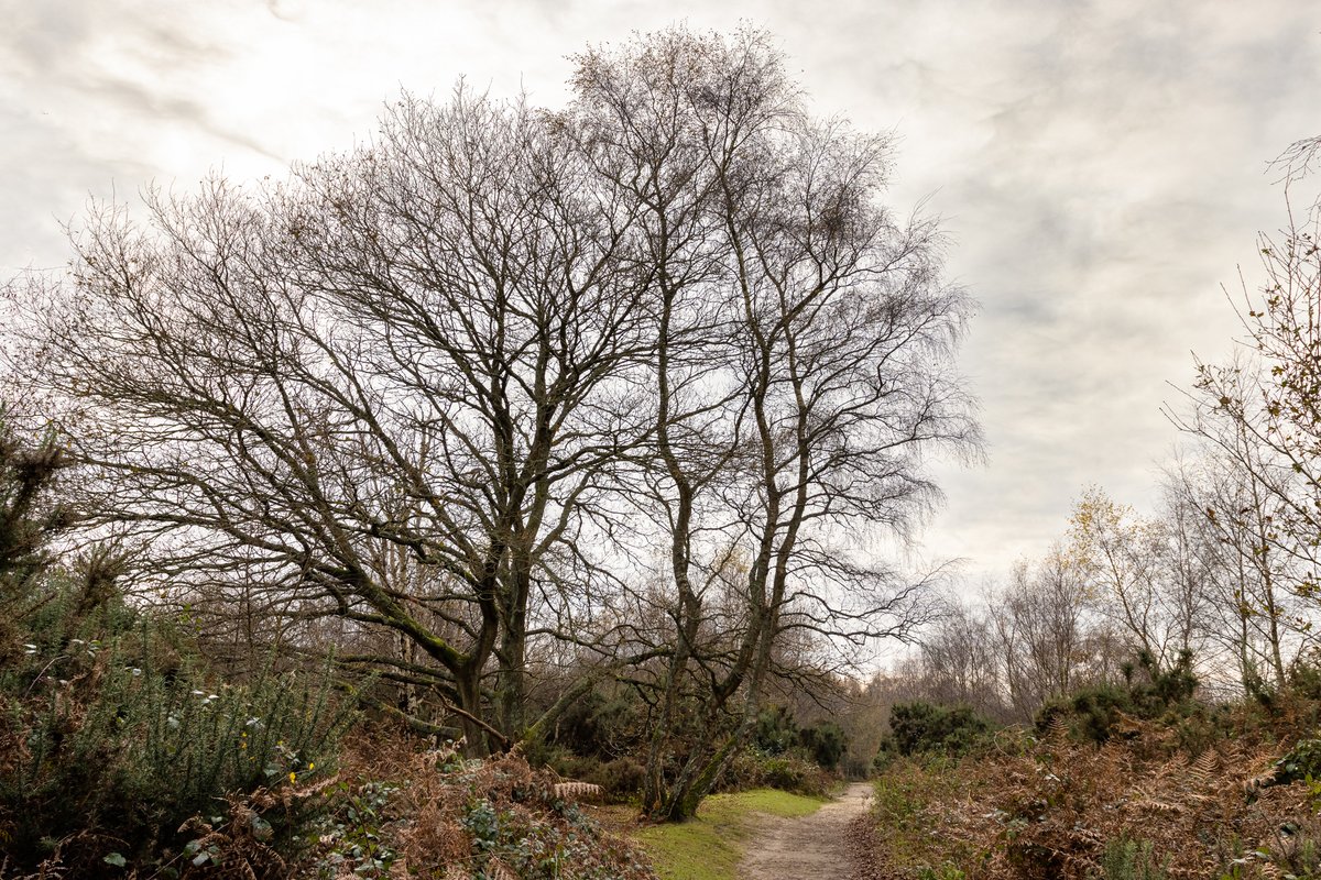 1Candy1Man's tweet photo. Headley Heath today is a grey autumnal day with challenging light but atmospheric -  almost a haunted/eerie feel. #headleyheath #headly #surrey #surreyhills #Autumn https://t.co/XJ272qcgtK
