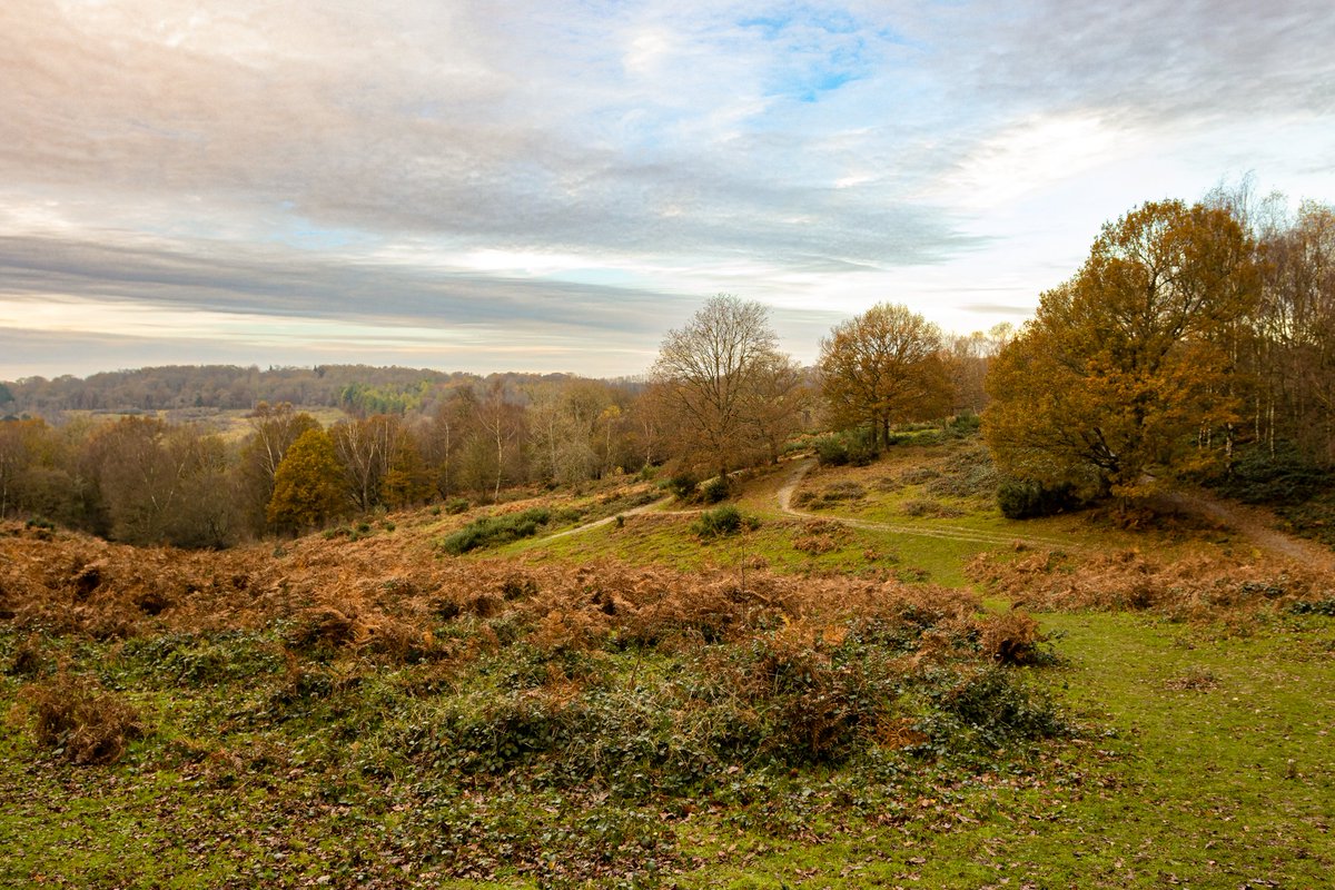 1Candy1Man's tweet photo. Headley Heath today is a grey autumnal day with challenging light but atmospheric -  almost a haunted/eerie feel. #headleyheath #headly #surrey #surreyhills #Autumn https://t.co/XJ272qcgtK
