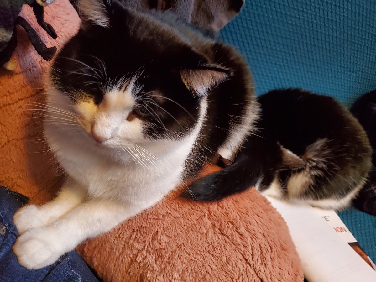 bunchan529's tweet photo. Miriam sitting on D'vorah's head despite my explicitly telling her not to. Once again using her big butt to bully her sister.
#Cats #CatsOfTwitter #TheLittleProphets #WhyAreYouLikeThis https://t.co/a3l5mGxLMk