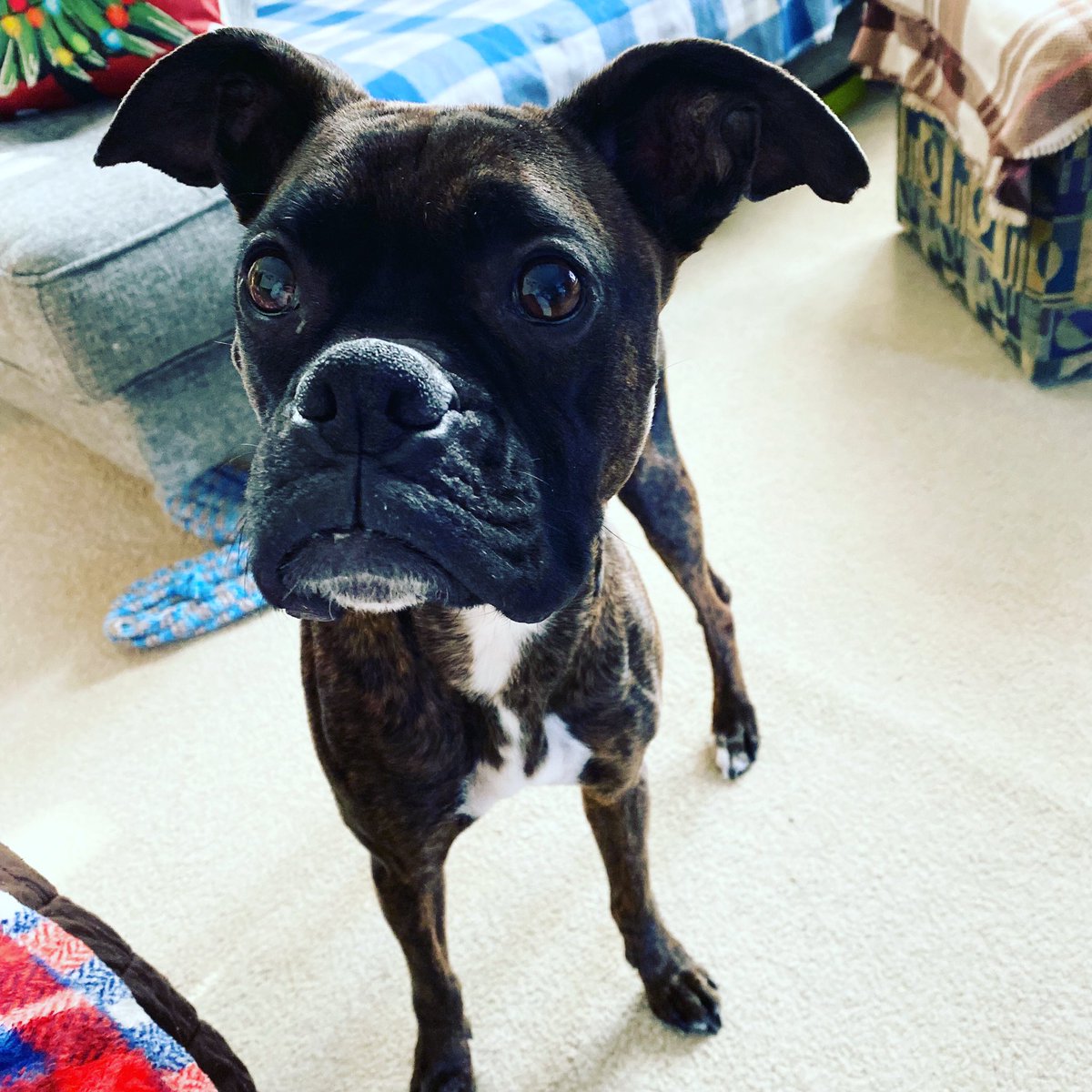 bfff802's tweet photo. Celebrating the bfff-day birthday! 🐾 🎈 🥳 🐾 #schenleyjames #boxerdog #rescue #boxerrescue  #7 https://t.co/Yt9iAuc2fI