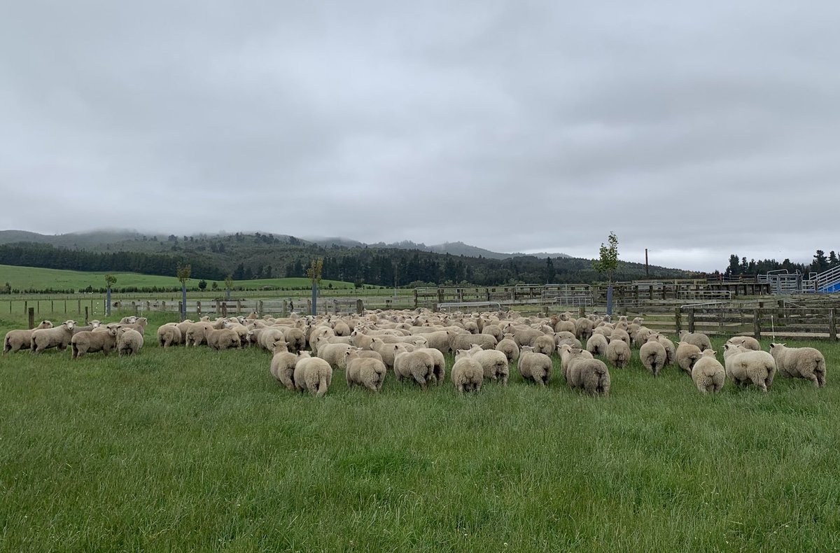 rawirifarm's tweet photo. Second draft of new season lambs to head off to ⁦@atkinsranchlamb⁩ https://t.co/6ZEhy4mZU4