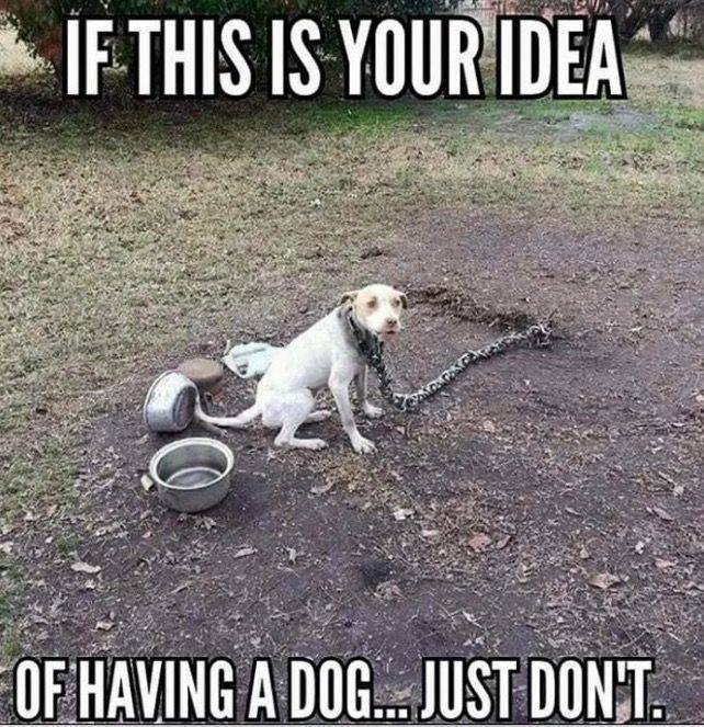 JamesMc89631483's tweet photo. If this is your idea of having a dog.....Just don't... https://t.co/BGKzlN2oK3