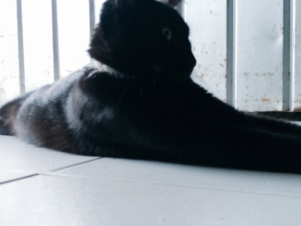 MvnemraC's tweet photo. Su majestad, Negrita https://t.co/04Hxt06Xxp