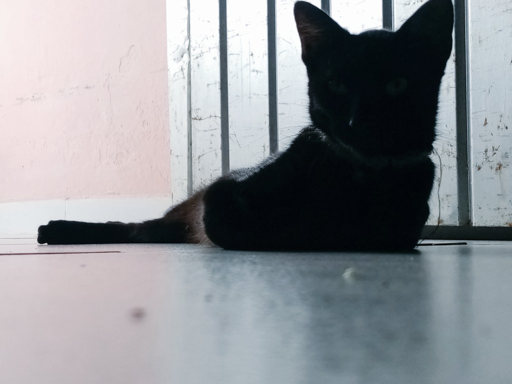 MvnemraC's tweet photo. Su majestad, Negrita https://t.co/04Hxt06Xxp