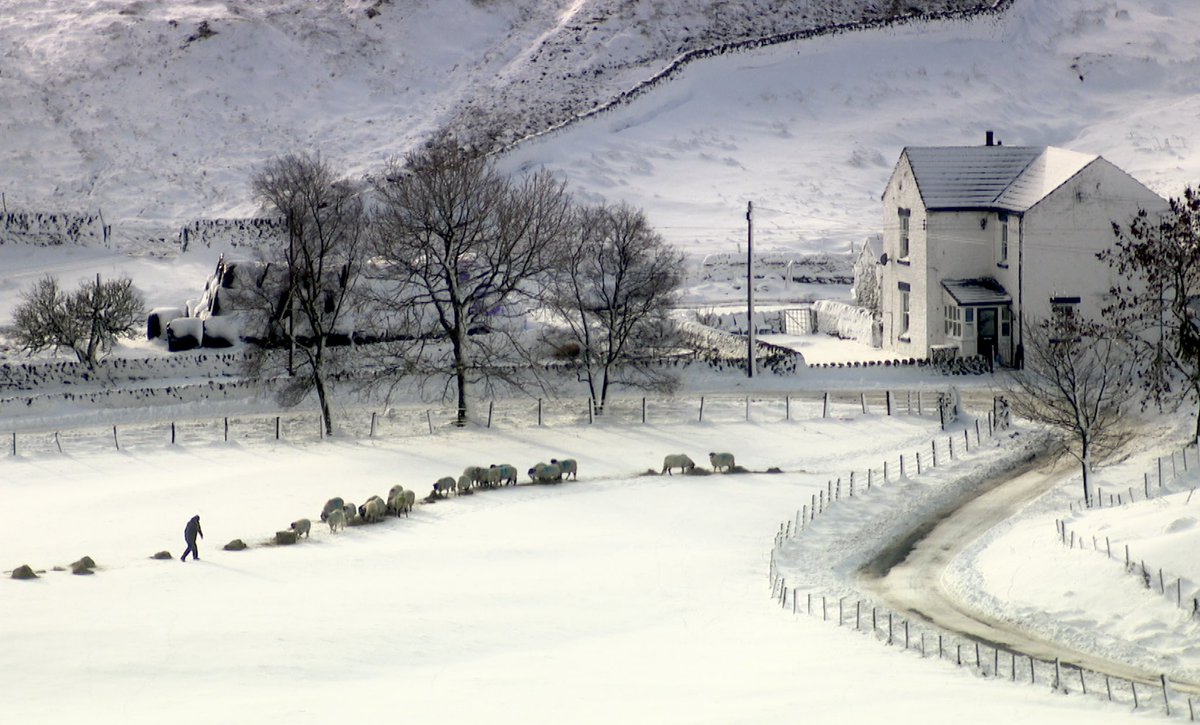 A farmer tends to his flock on a harsh, wintry day in Upper Teesdale today. <a href="/itvtynetees/">ITV News Tyne Tees</a> #farming #snow