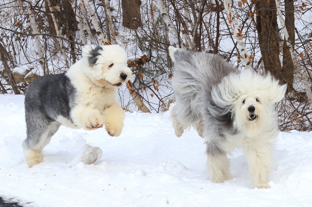 photolap's tweet photo. Ran into these pups while looking for photos today. https://t.co/EosryD6Q4F