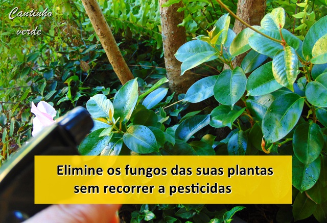 Marlie70's tweet photo. 4 receitas de fungicidas caseiros para combater as doenƧas provocadas por fungos #plantas #garden #plants #cantinhoverde #Flowers #flores
https://t.co/mgpnetwQOD https://t.co/g5yE3J0Suk