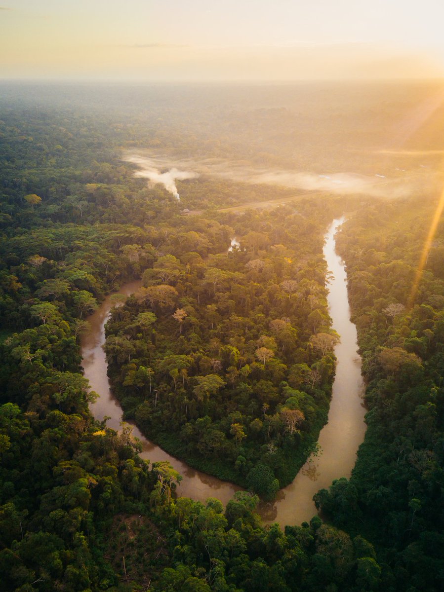 MidoriPaxton's tweet photo. #JaguarDay raises awareness of increasing threats facing #jaguar &amp; critical conservation efforts needed to ensure its survival. 

In rainforest of Ecuador, home gardens &amp; marketplace connectivity means humans &amp; wildlife - including jaguars - can flourish: https://t.co/v5fZVogLcZ https://t.co/nNrihsJ94S