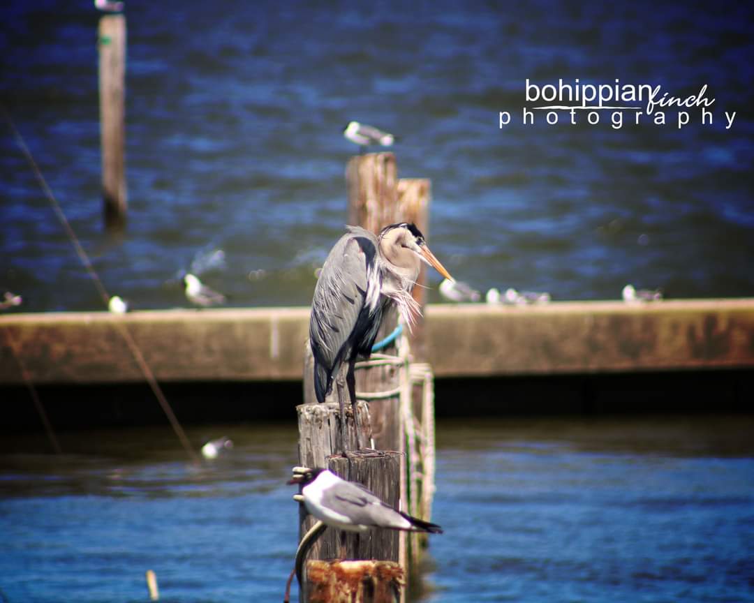 Heron on a Post at the Marina Color 16x20 Poster
zazzle.com/z/ue4es11q?rf=…
#photography #zazzlemade #zazzle #zazzlesale #posterprints #greatblueheron #blueheron #heron #marina #coastal #coastallife #heronphotography #marinaphotography #colorphotography