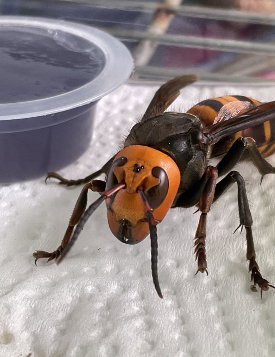 スズメバチに関する生き物 用語の紹介一覧 Twitter スズメバチに関する生き物 用語の紹介一覧 Twitter