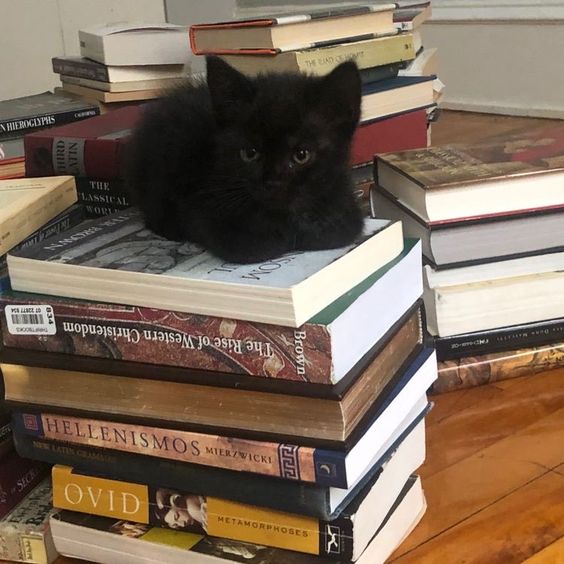 AcademiaDreams's tweet photo. “I suppose at one time in my life I might have had any number of stories, but now there is no other. This is the only story I will ever be able to tell.”

― Donna Tartt, The Secret History https://t.co/uw5b5DgKmv