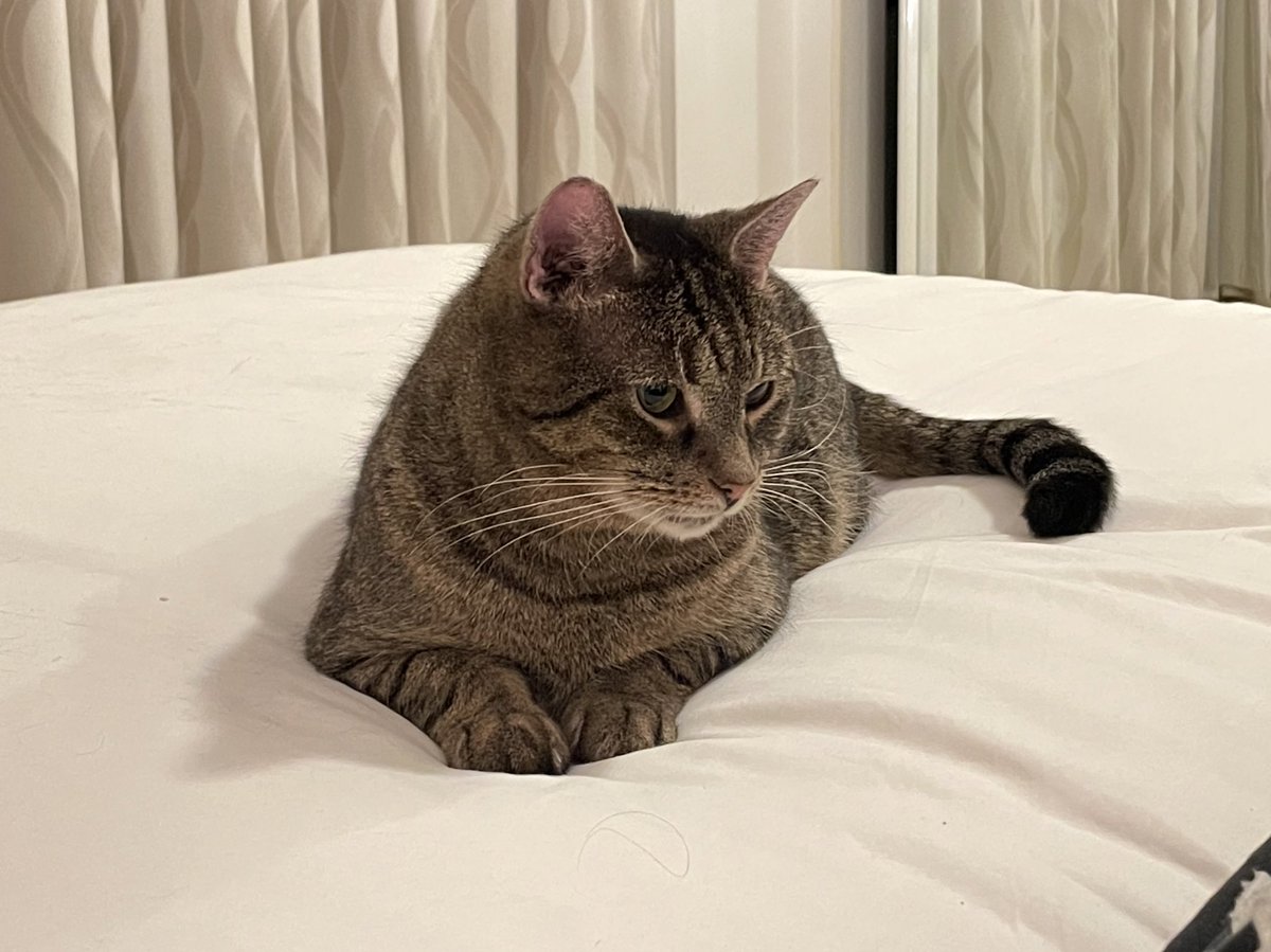 GustronautCat's tweet photo. Gosh, said the Gustronaut. Fresh white bedding for me, a little brown tabby cat? You shouldn’t have😻 #CatsOfTwitter #cats https://t.co/QCzbW5STl4