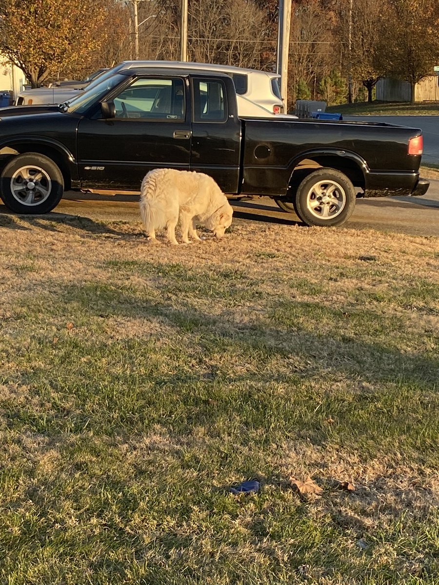 CynthiaRoach73's tweet photo. Great Pyrenees dog running loose on Belfast Way in Glasgow KY He is very friendly https://t.co/jkfTOikttE