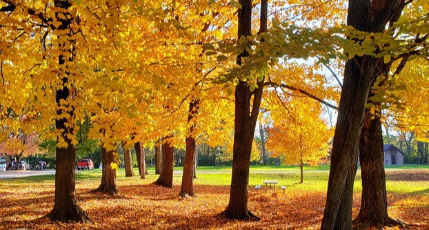 KaufmanSystems's tweet photo. We have so many employees with an eye for nature photography. Last year, we started a tradition of a Fall Photo contest. We are happy to announce that the 2021 winner is Jim K, our Manufacturing Automation Leader. Congrats Jim on taking such a beautiful picture! https://t.co/ZkhL36c3TX