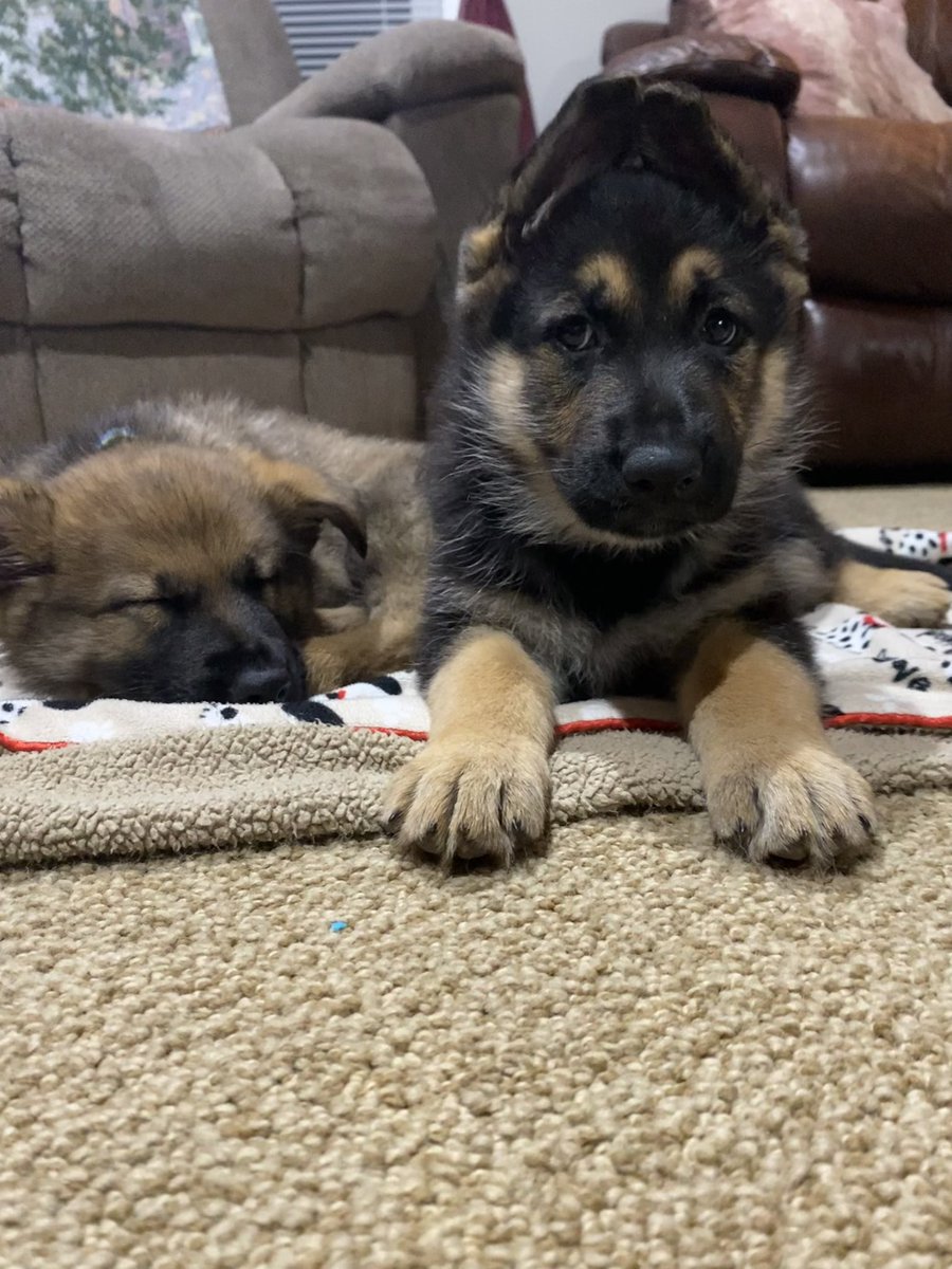 tricia7bennett's tweet image. Cuteness Overload 🐾🐾 @GuidingEyes #homesocializer Dixie and Deverick