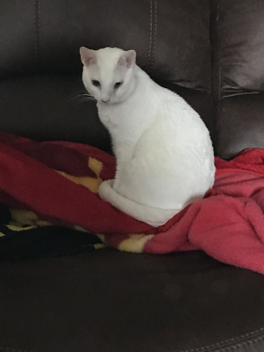 meekerpets's tweet photo. The decision was made for Fran to be put down. She went over the rainbow bridge this afternoon. She was 8 years old.🌈💔 https://t.co/c6B4iCvIy3
