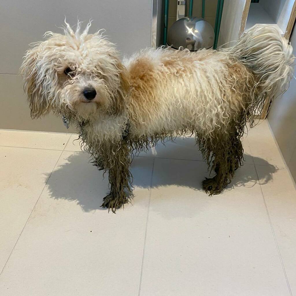lucypapoosky's tweet photo. A story in 3 acts. 

#dogsofinstagram #poochonsofinstagram #poochon #poochonpuppy #puppiesofinstagram #cosmobrown #bichoodle #bichoodlesofinstagram #bichoodlepuppy https://t.co/m1kHF4bDld https://t.co/oI5Qz4urBV