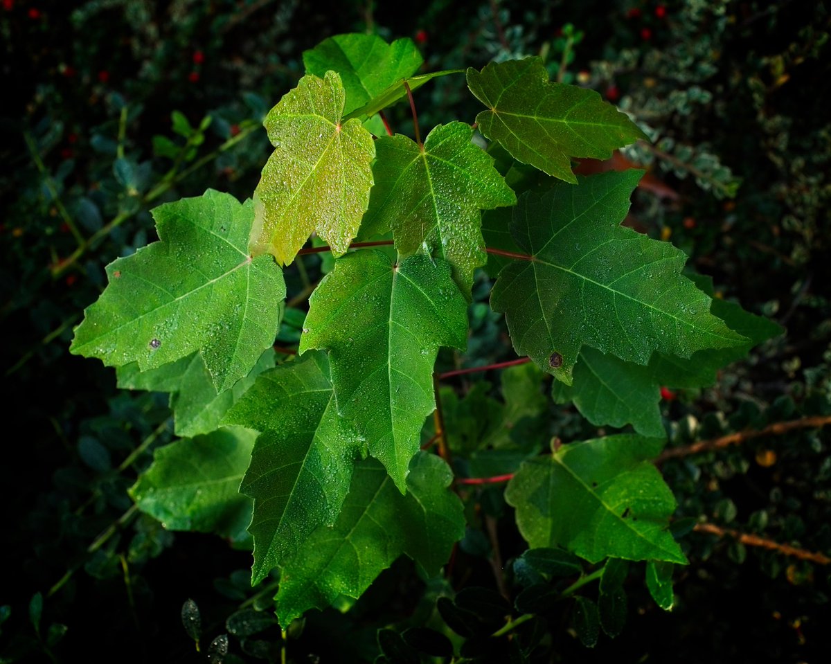 jmarcusg316's tweet photo. @FujifilmX_US Love the greens! #fujifilmx100t https://t.co/vbv9mn12nD