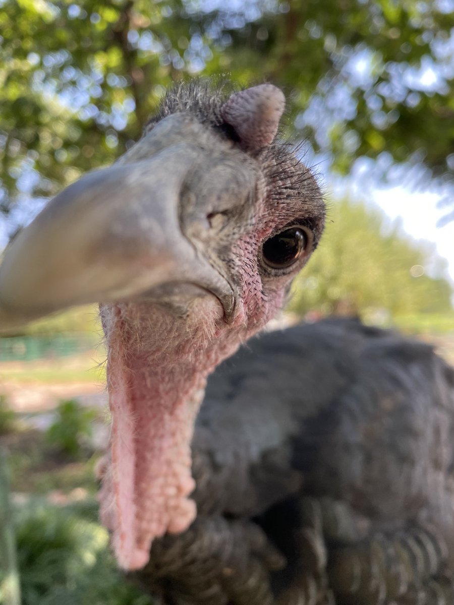 Rick Killgore tweet media