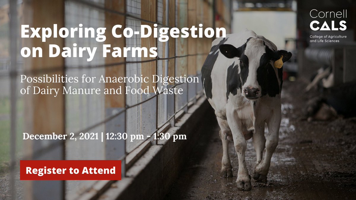 Explore Co-Digestion on Dairy Farms in a virtual seminar this Thursday, Dec. 2! Discover the opportunities and challenges of utilizing co-digestion of food waste with manure as an additional enterprise for a single farm or group of farms.
cals.cornell.edu/exploring-co-d…
