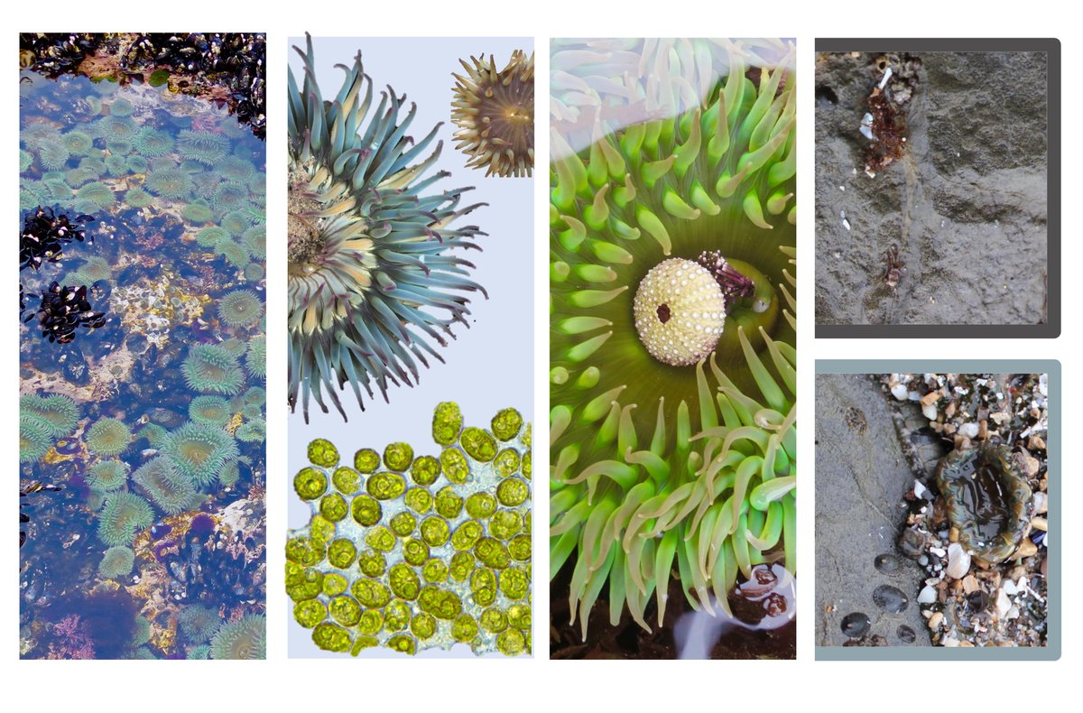 SymbiontSam's tweet photo. Sea anemones, symbiosis, prey choice, and microhabitat - come check out my Ph.D. defense this Thursday, Dec. 2nd from 10-11 am PST! 

"Interactions among sea anemones, their algal endosymbionts, and associated communities on California rocky intertidal shores"

DM for Zoom link! https://t.co/NN0l0o2saI