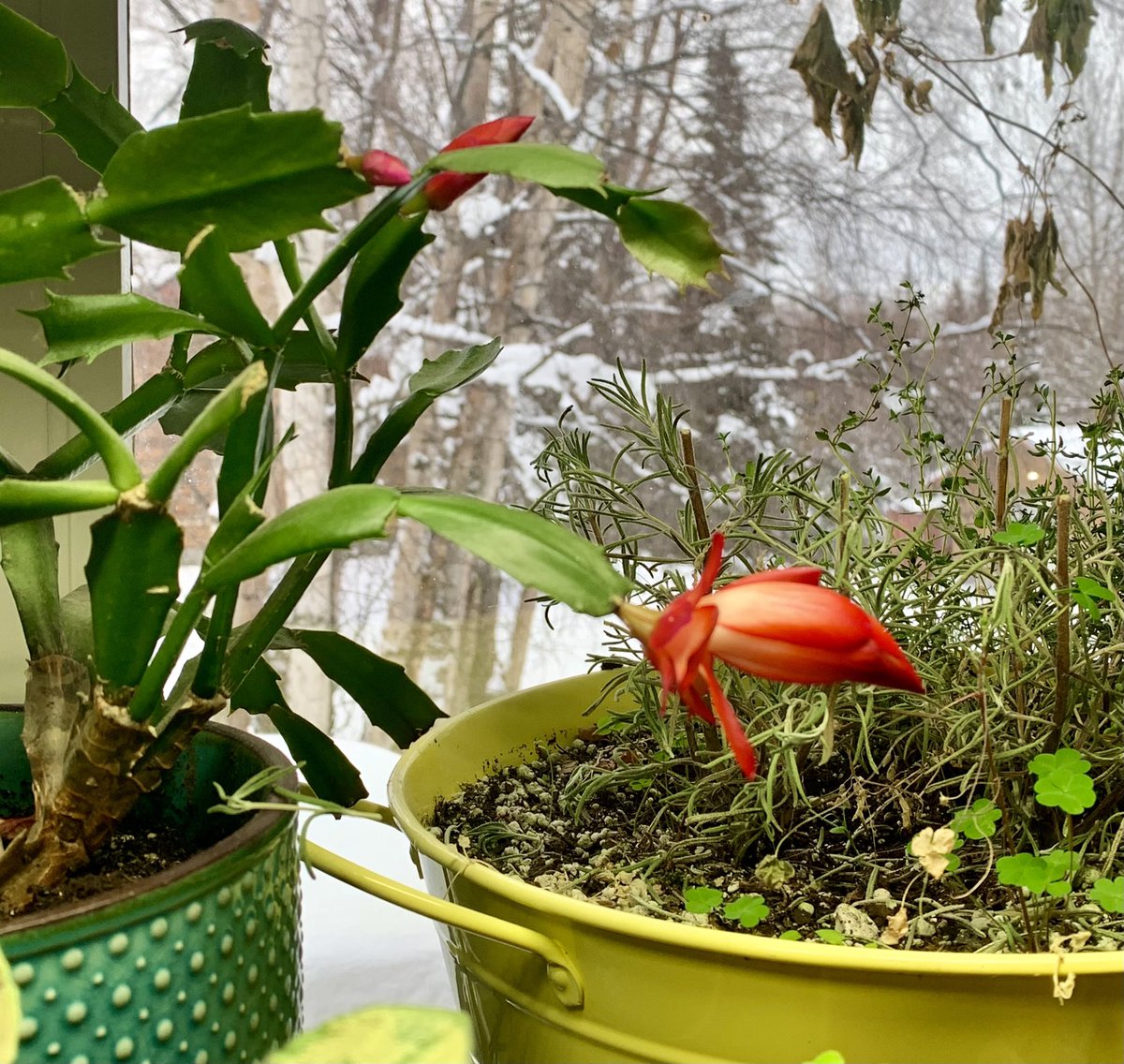 Blooming right on time :) #houseplants   #alaska #growlightgardens