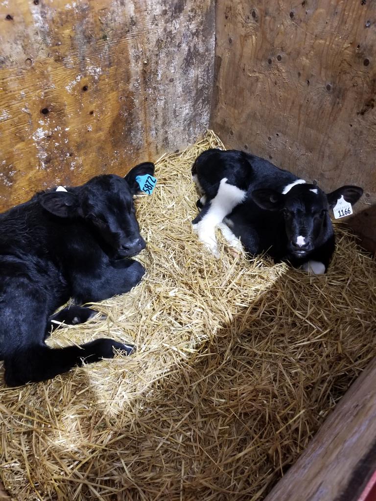 Our genetic program at work. 
<a href="/ABS_Global_Inc/">ABS Global, Inc.</a>

#nueragenetics #sexcel #beefxdairy