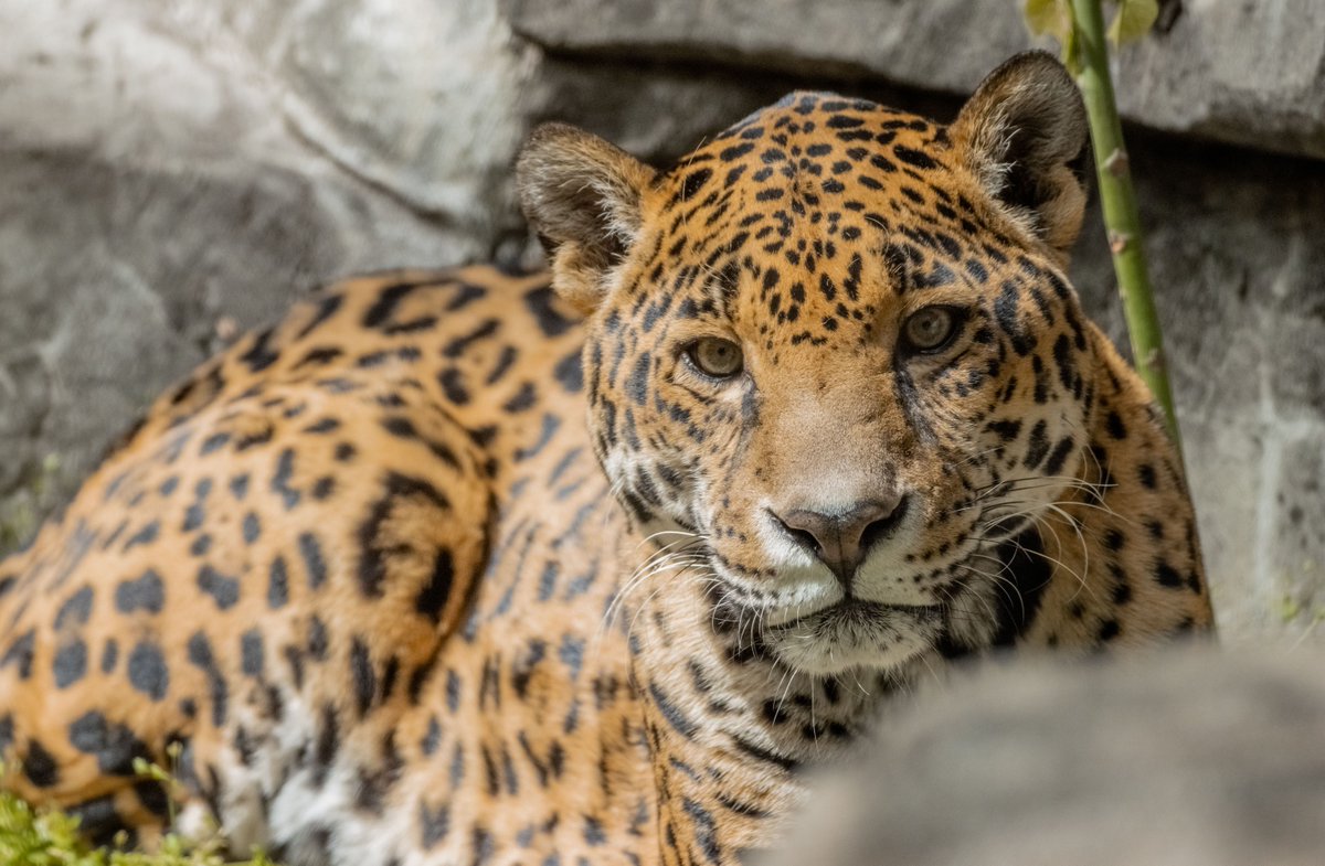 Today is International Jaguar Day! This day is dedicated to the awareness and conservation of the largest cat in the Americas. As a near threatened species, threats such as habitat loss and poaching continue to shrink their fragmented wild populations. https://t.co/Wl7iHHMn57