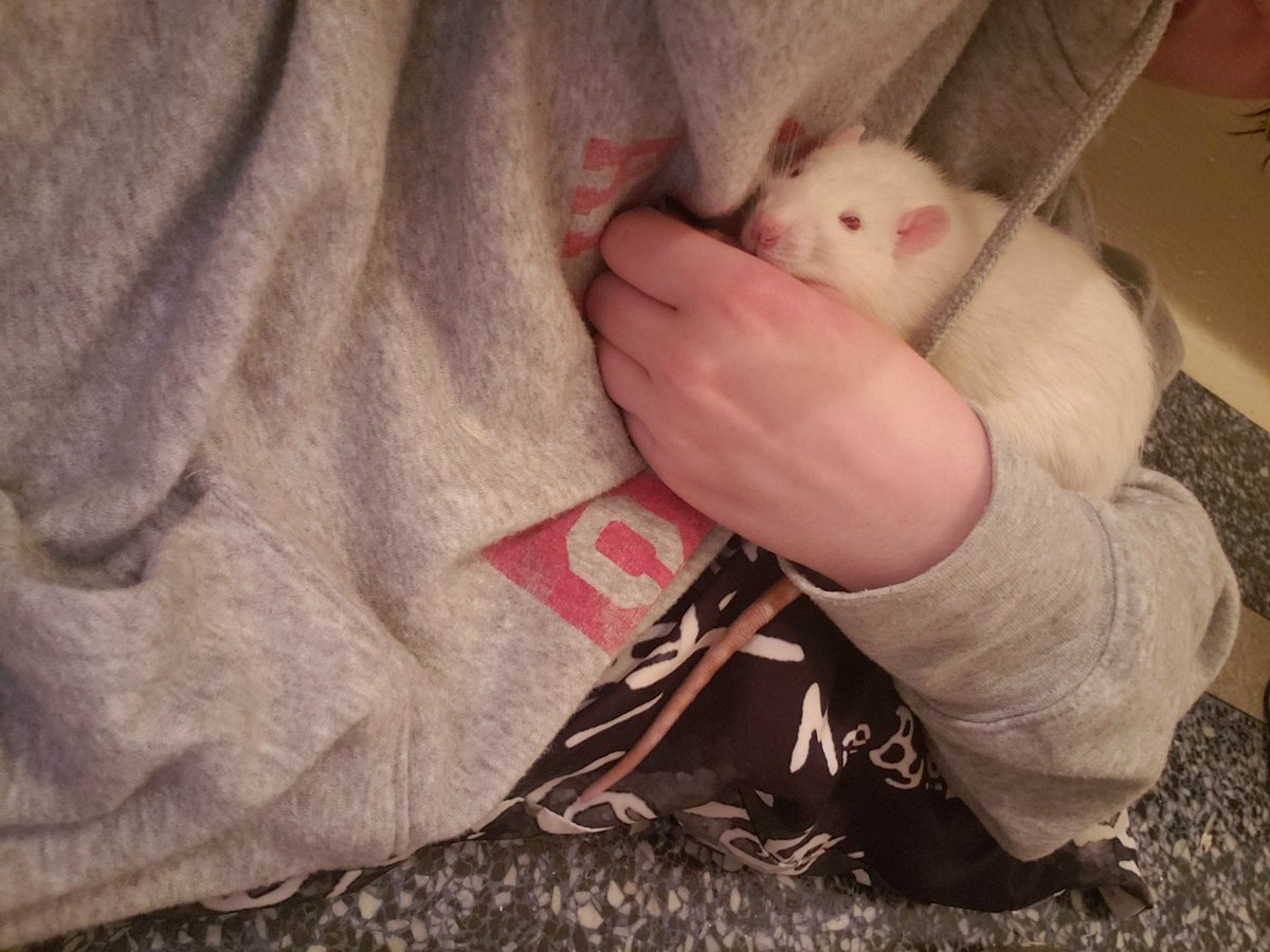 SheRatesRats's tweet photo. It's getting cold in some places! Not at Mochi's place tho. He has human's hoodie. [@MCPlSS] https://t.co/zJUDzAgrIA