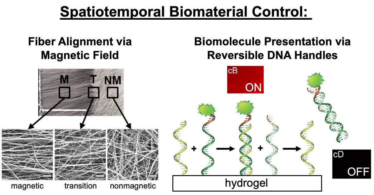 DCIQcucei's tweet photo. #SeminarioDeInvestigación: @ProfJHolloway, investigadora de la @ASU presenta el tema:
"Designing biomaterials with spatiotemporal control for tissue engineering applications" https://t.co/t6F9UH4Jgi