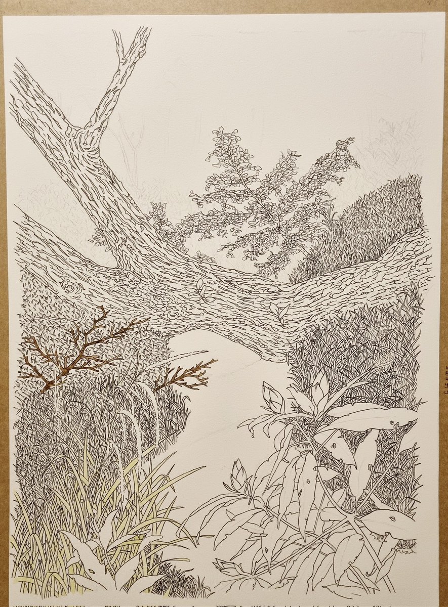 storkandpuffin's tweet photo. It's definitely time I got this finished (I haven't been near it since March last year). I lost my reference photo so I'll just have to make the rest up
#art #workinprogress #penandink #inkdrawing https://t.co/53ONDU0CpT