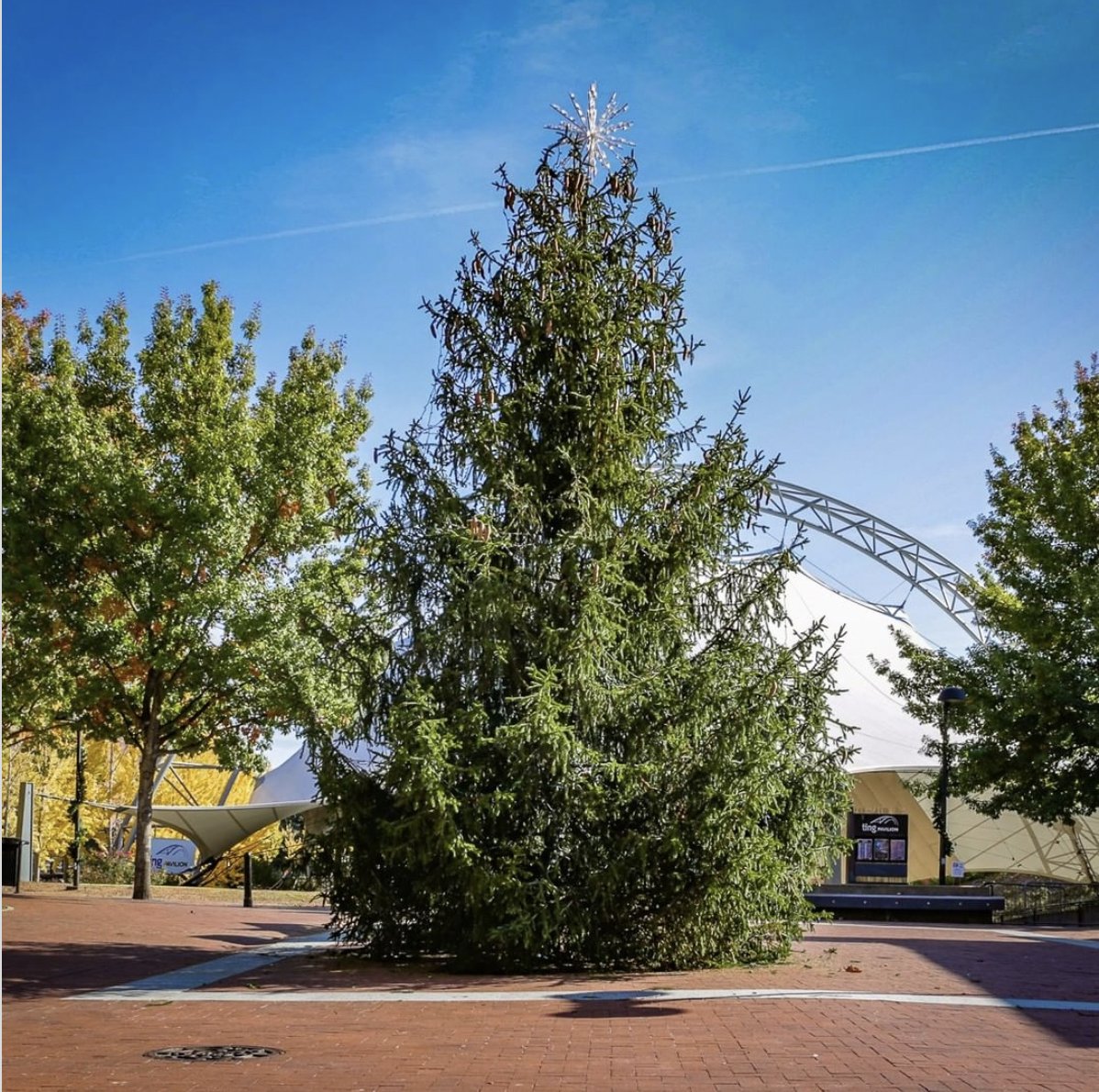 This grand, 30-foot, 30-year-old Norway Spruce has a name! This year’s <a href="/cvillegrand/">Charlottesville's Grand Illumination</a> tree has been named Oatmeal...but not after the breakfast dish. Hint: It might be worth rewatching a classic ☃️! Oatmeal will shine bright on Friday during the Grand Illumination celebration✨