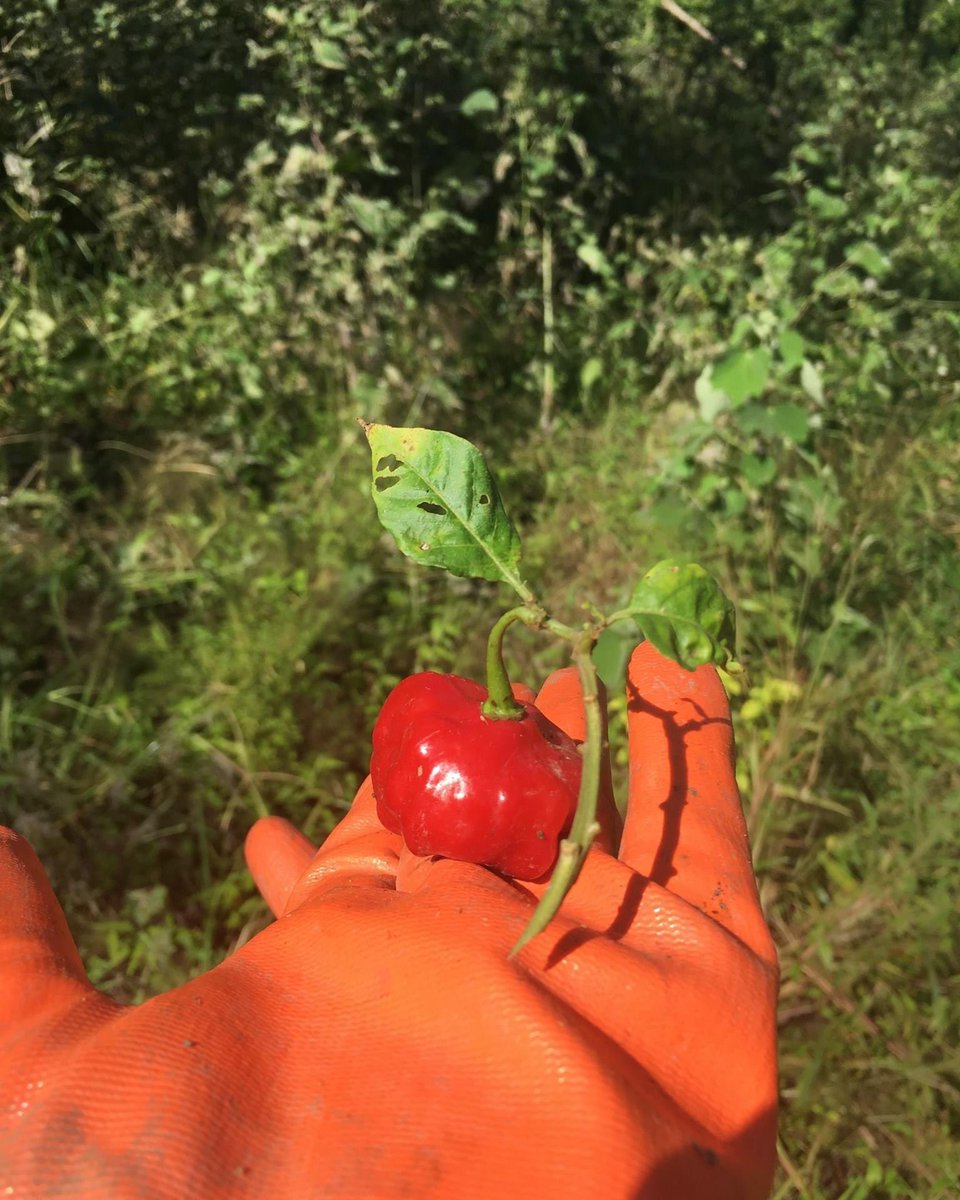 Growing sustainably...🌿

localguest.com
#travel #sustainabletourismworld #FairTrade #responsibletourism #sustainabletravel #conscioustravelling #regenerativetravel #conscioustravel