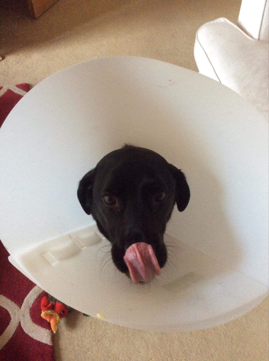 christinemelia's tweet photo. @MrAndrewCotter Happy birthday (with tongues) https://t.co/OXu5u0J70z