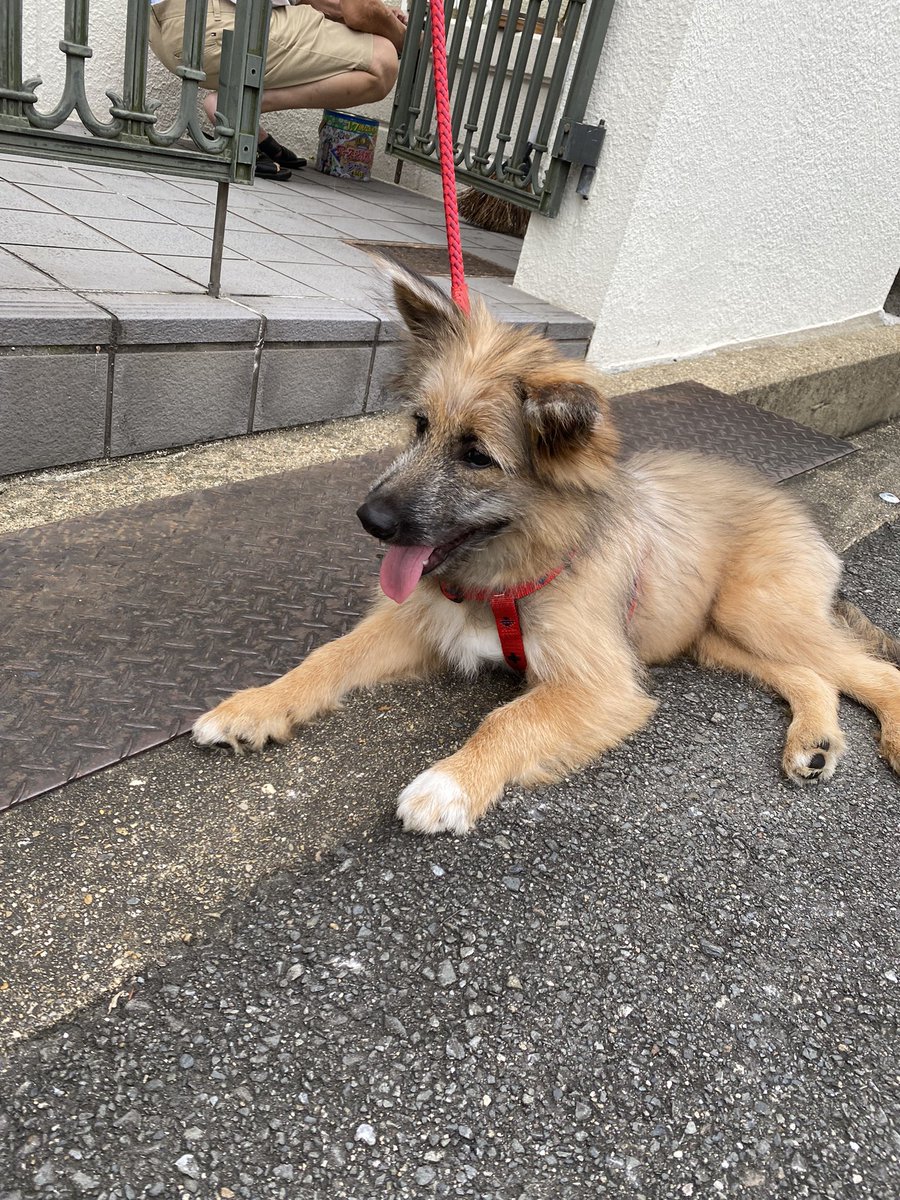 お外大好きっ子☀️
目がキラキラしてる🐶✨
