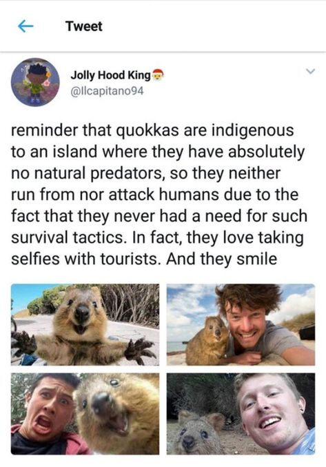 #reminder #quokkas #indigenous #island #predators #survivaltactics #selfies #tourists #smile