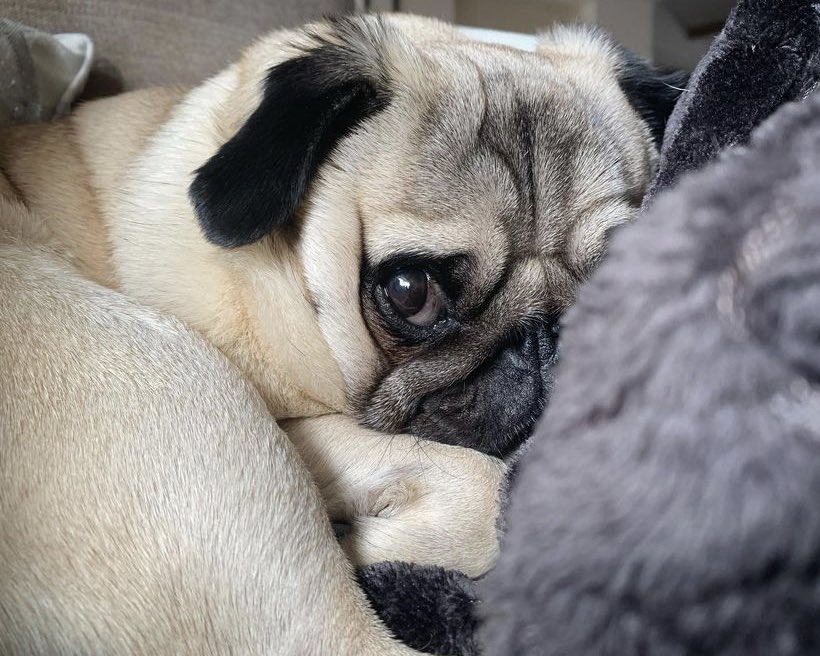WinifredPug's tweet photo. Mommyโฆ Before you see the bathroomโฆ Please remember that I love you. ๐ฅบ๐
#EpicMess
#WinifredThePug ๐พ https://t.co/vOQlUMBpjr
