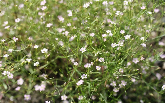 株式会社西花園 東京の観葉植物レンタル 造園 植木屋 おはようございます 11月30日 今日の 誕生花 は かすみ草 花言葉 清らかな恋 小さな白い小花が群れ咲く様子は名前のようにふんわりとたなびく霞のよう 英名は Baby Breath 赤ちゃんの吐息