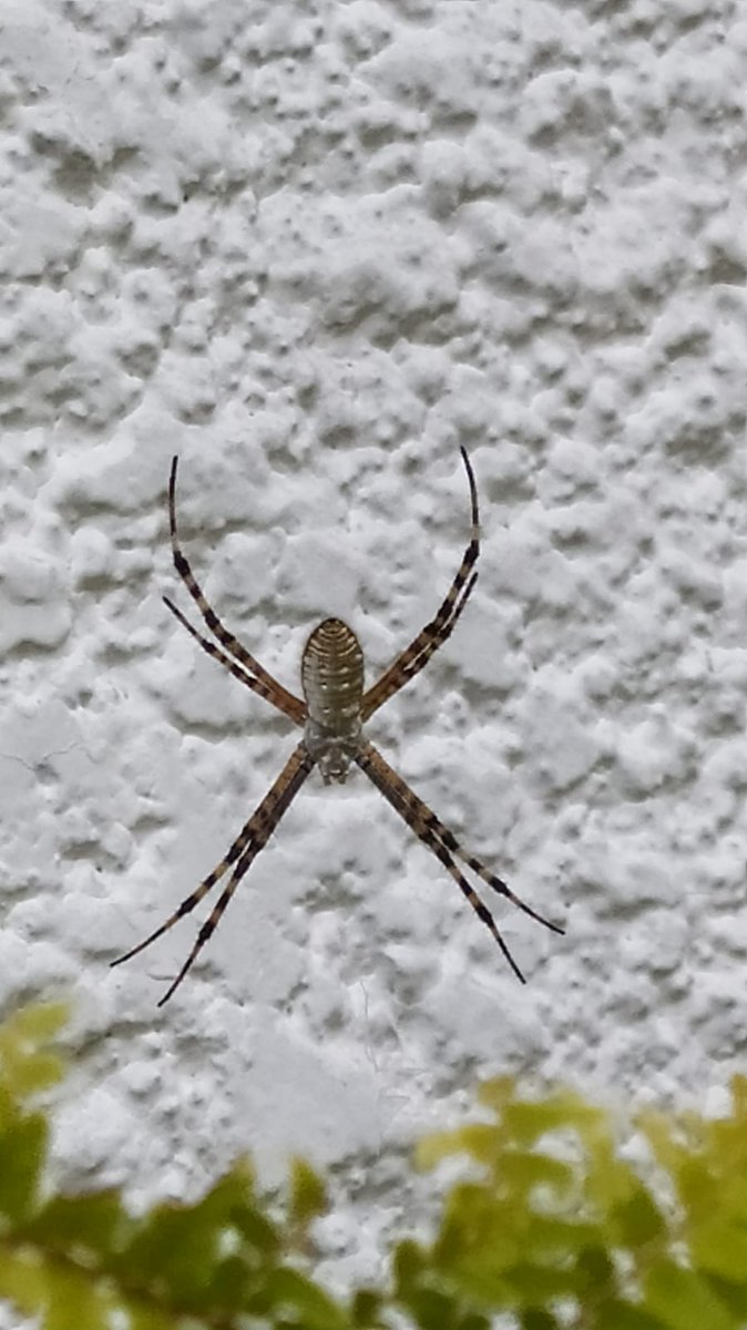 JOsoR20's tweet photo. @Arachno_Cosas algo sobre esta especie de araña? Qué tan venenosa es para el hombre??? Alguna recomendación?? Saludos https://t.co/ga0imBVMwE