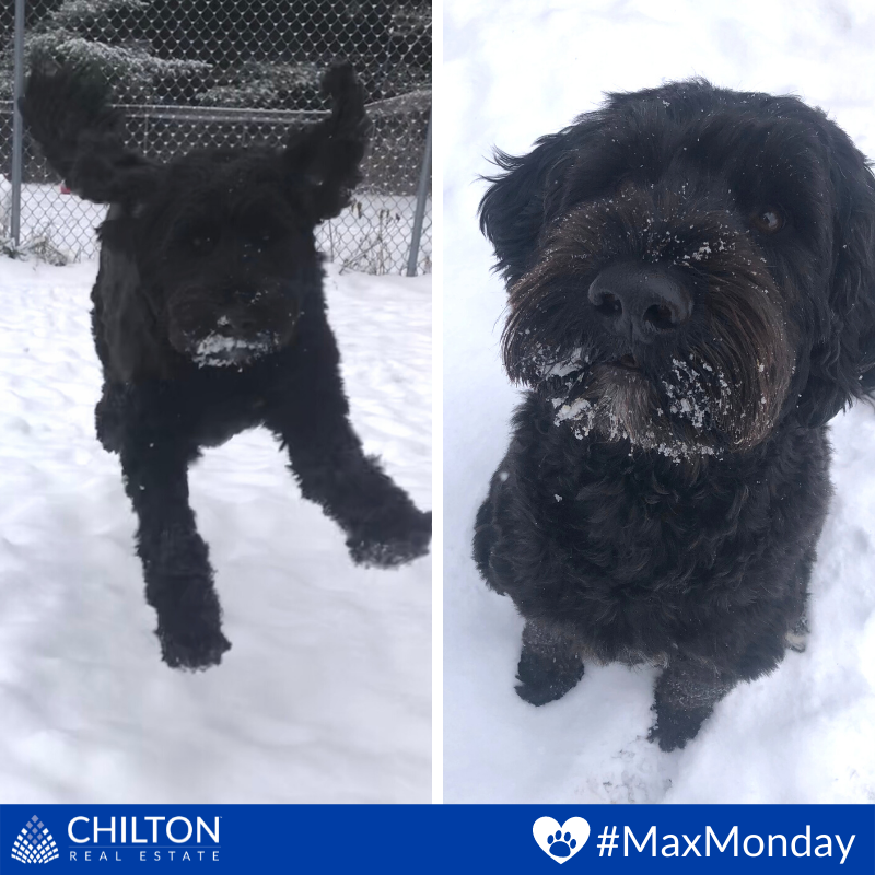TheChiltonTeam's tweet image. 🐾 🐶 This weekend Max had a sleepover at The Royal Pets Hotel and Spa and received a fantastic 'report card' from the staff.

#MaxMonday #PuppyLove #RuffPost #DogsAreTheBest #MyDogIsFunny #FloppyEars #Dogs #Dog #DogLover #DogFriendly #PortugueseWaterDog #LifeofMax #NotASponsor