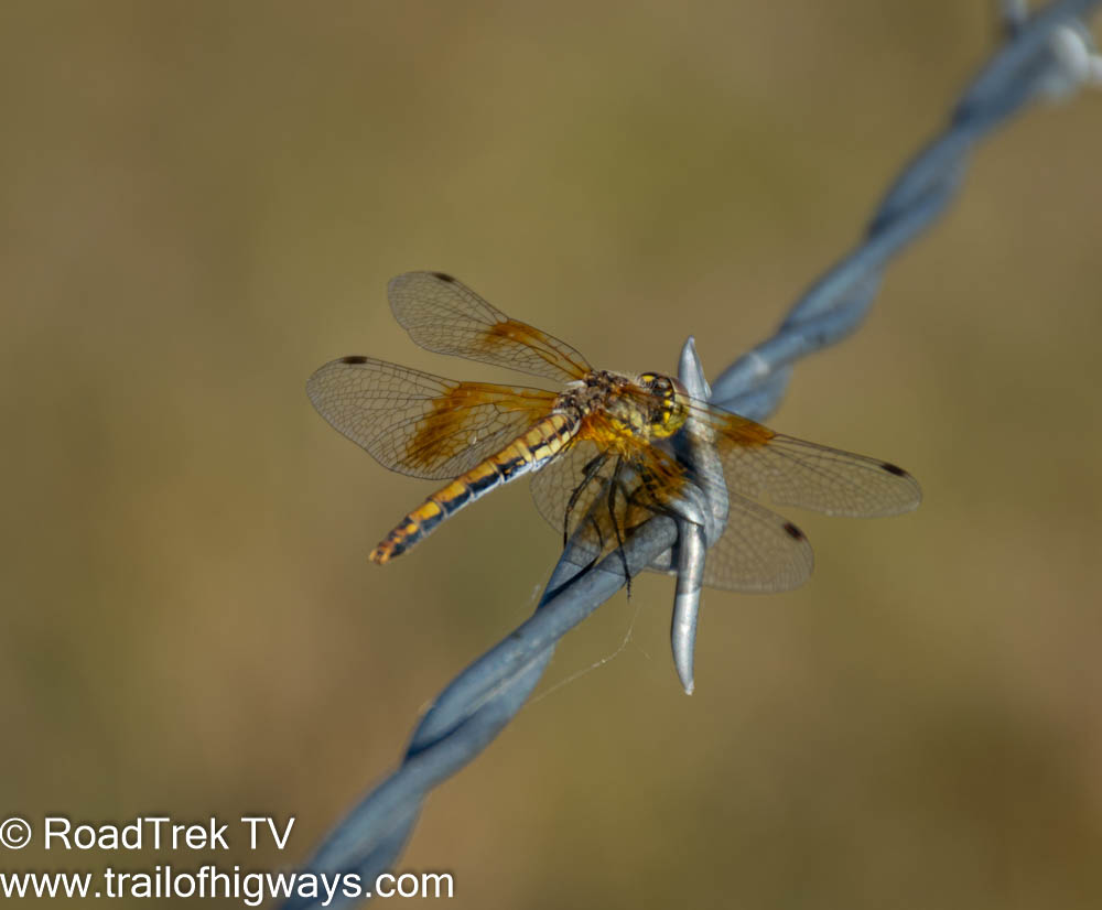RoadTrekTV's tweet photo. Damsel resting on a barbwire
:
#optoutside #hiking #rockymountains #absarokeewilderness #mysticlake #trail #hike #trailtrash #flyfishing #flytying #montana #getoutside #lovelives #outdooradventures #hiking #outdoorapparel #trailbum https://t.co/SpH0sqrfAW
