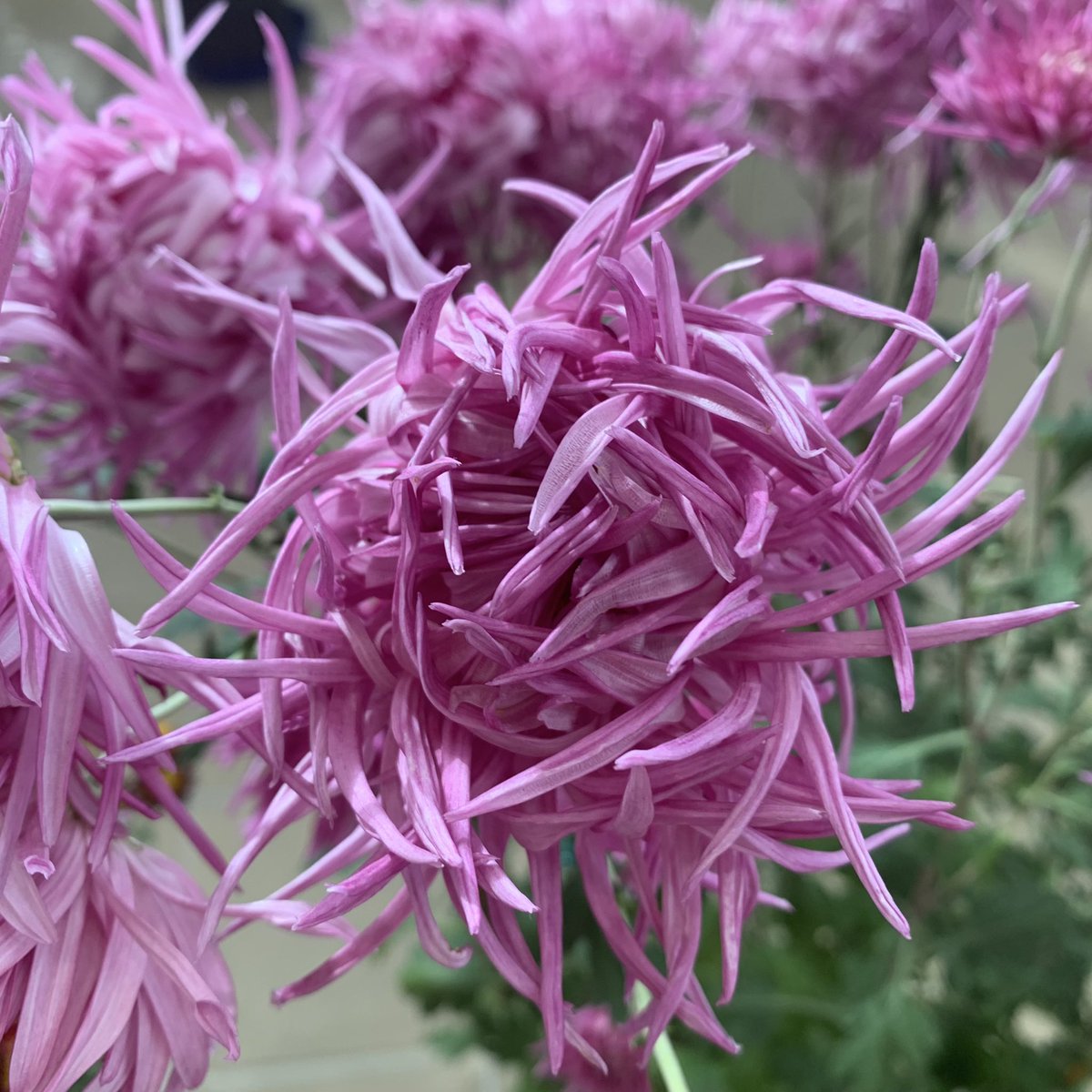 🌸お早ようございます🌸おはー(((o(*ﾟ▽ﾟ*)o))) 🌸🌸🌸花だより🌸🌸🌸 江戸菊は江戸において発達した花で、一度平らに咲き中心の花弁から順に立ち上がり、折れたり曲がったりして組み抱える