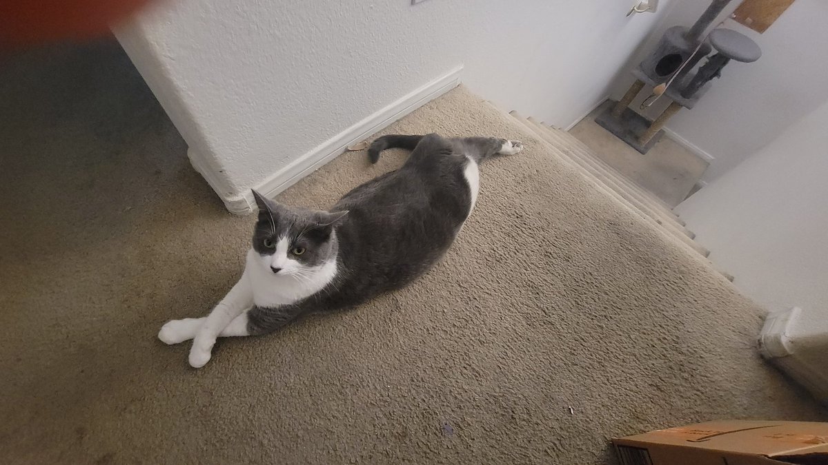 MidniteRavyn's tweet photo. Silly diva-cat... she always lays with her back foot out (it's the foit that was broken when we initially fostered her, so know it's just a comphy habit for her ๐น) #CatsOfTwitter #Koko #KokoPuff #DivaKitty https://t.co/dczh50un4r