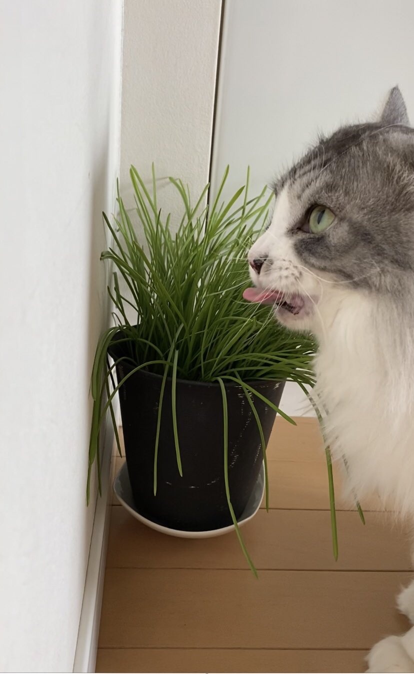 野菜食べ放題 Twitter Search Twitter