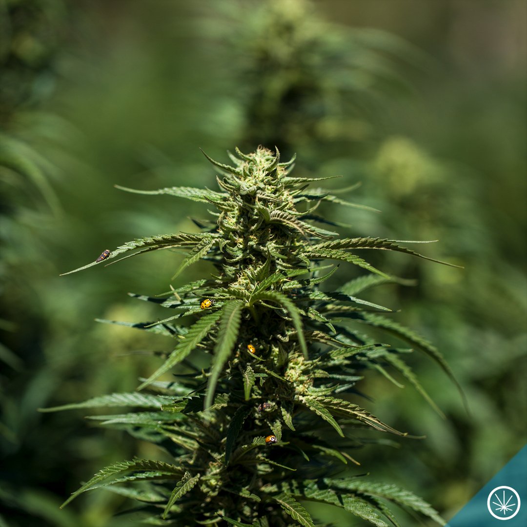 Pictured here is our beautiful strain Orange Krush. We love the flavor on this one and it acts as true hybrid. The effects starts with euphoria in the head and finishes strong in the body.